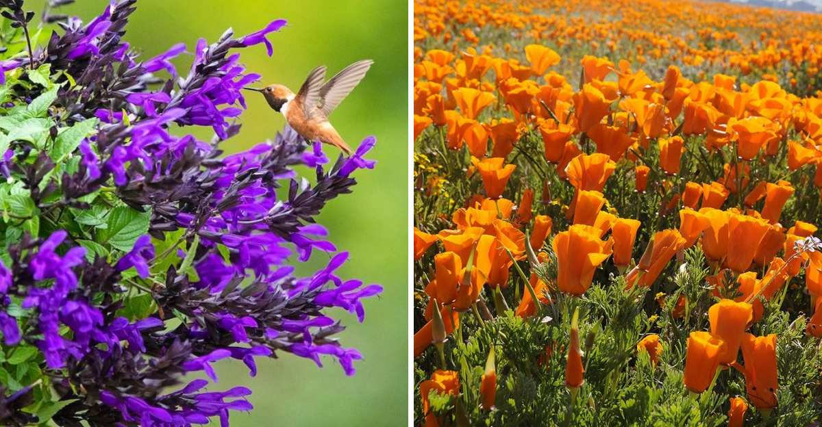 15 Plants In California That Belong In Every Garden - Decor Hint 15 Plants In California That Belong In Every Garden - Decor Hint