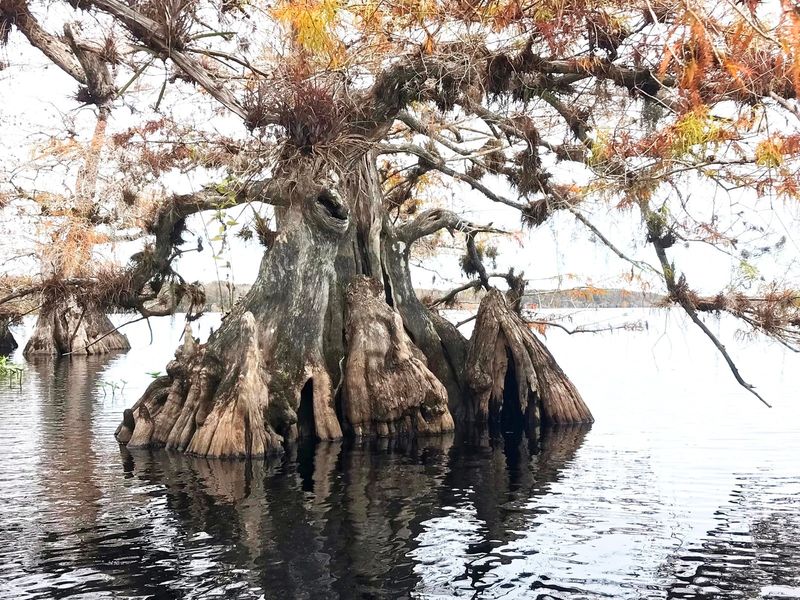 19 Florida Lakes Locals Visit When They Want True Peace - Decor Hint Lake Norris, Lake County