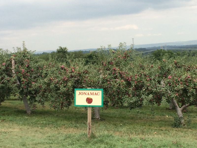 20 Cozy Fall Dates In New York's Most Enchanting Places - Decor Hint Apple Picking At Fishkill Farms