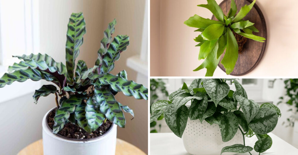 25 Low Light Plants Perfect For Floridas Humid Homes - Decor Hint