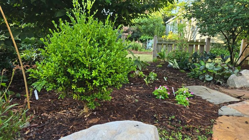 Boxwood (Buxus Sempervirens)