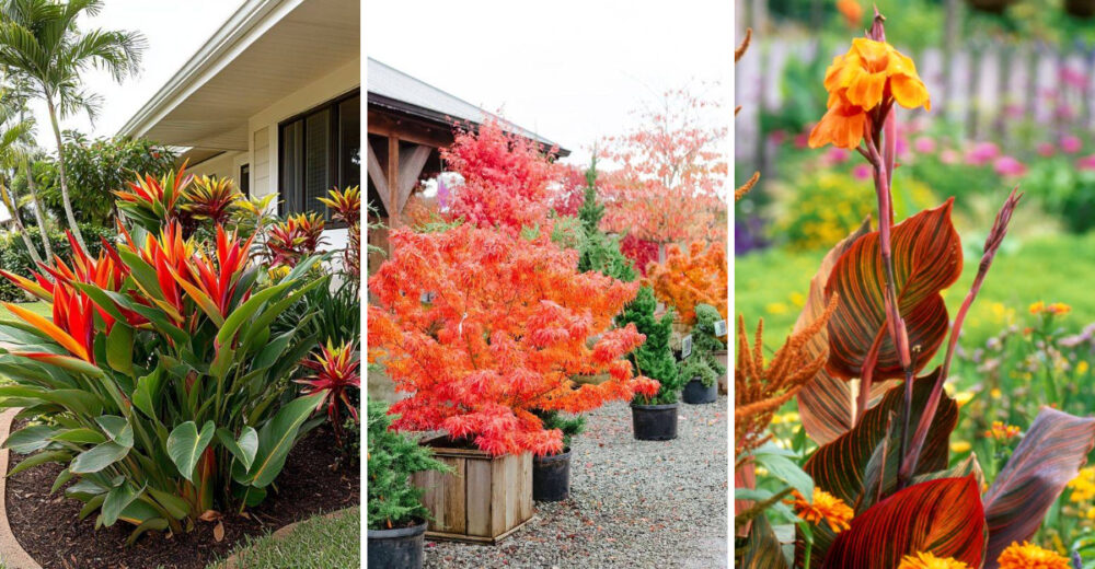 30 Sculptural Plants Perfect For Pots And Patios In New York 2 - Decor Hint