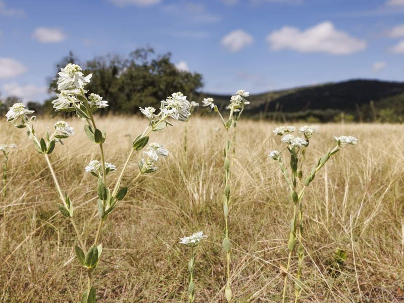 Texas' Soon-To-Open State Park Is A Peaceful Retreat Of Creeks, Forests, And Canyons - Decor Hint Discover Bear Creek State Park In The Heart Of Hill Country