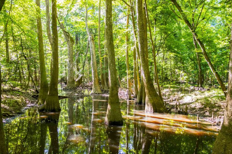 This Hidden National Park In South Carolina Is The Ultimate Fall Foliage Escape - Decor Hint The Ultimate Fall Escape Awaits