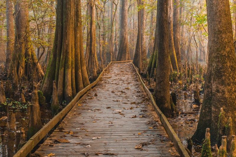 This Hidden National Park In South Carolina Is The Ultimate Fall Foliage Escape - Decor Hint The Best Trails For Fall Foliage Views
