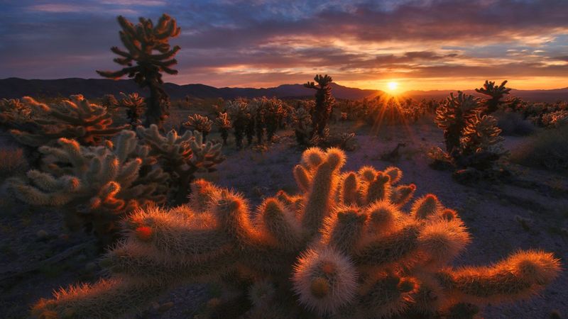 Joshua Tree National Park – California