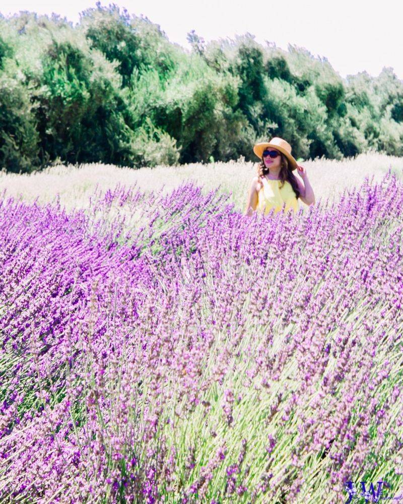 12 Flowers That Thrive In California And Make Your Yard Look Expensive - Decor Hint Lavender