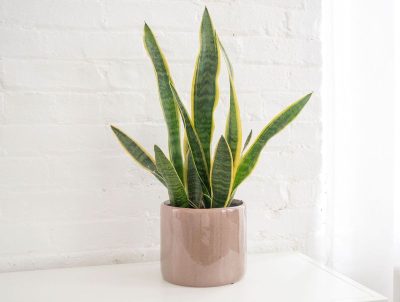Snake Plant (Sansevieria trifasciata)