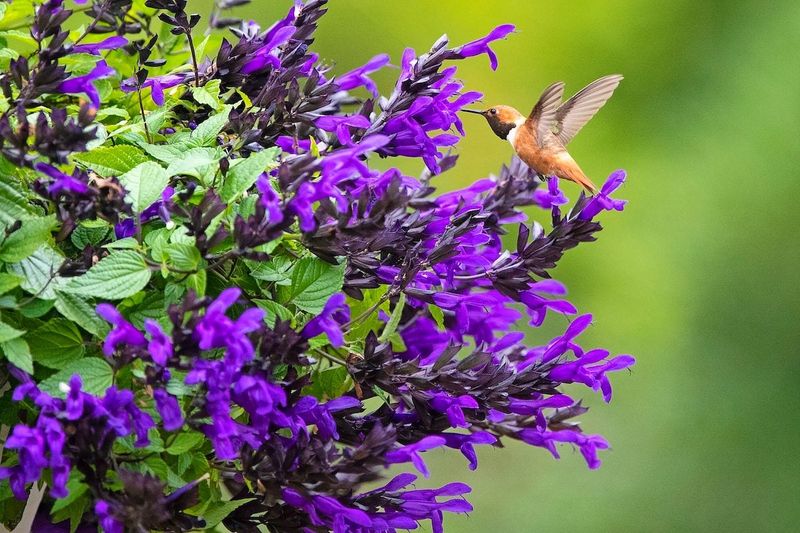 15 Plants In California That Belong In Every Garden - Decor Hint Salvia