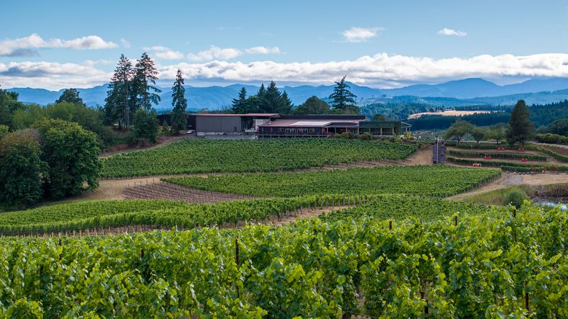 10 Oregon Wineries Where Harvest Season Means Fun For Everyone - Decor Hint Elk Cove Vineyards