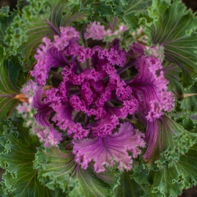 Ornamental Kale