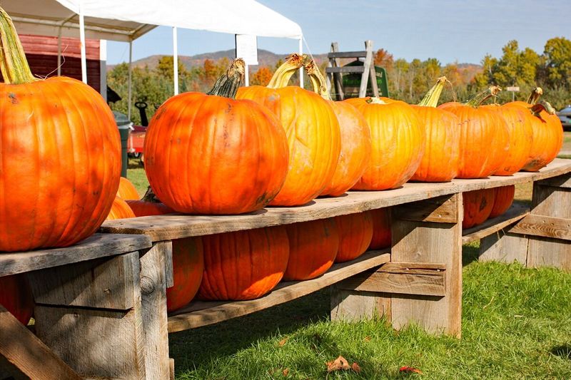 Vermont Grocery Stores Known For Fresh Pumpkins And Fall Produce - Decor Hint Chapin Orchard - Essex Junction