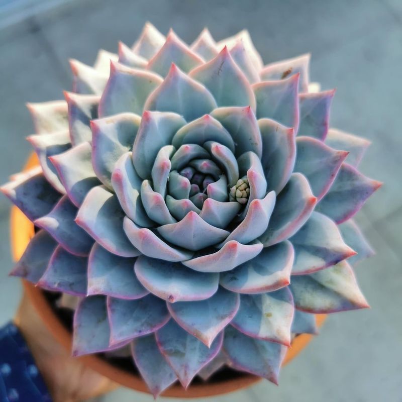 Succulents That Make Indoor Gardening Easy In Arizona - Decor Hint Echeveria