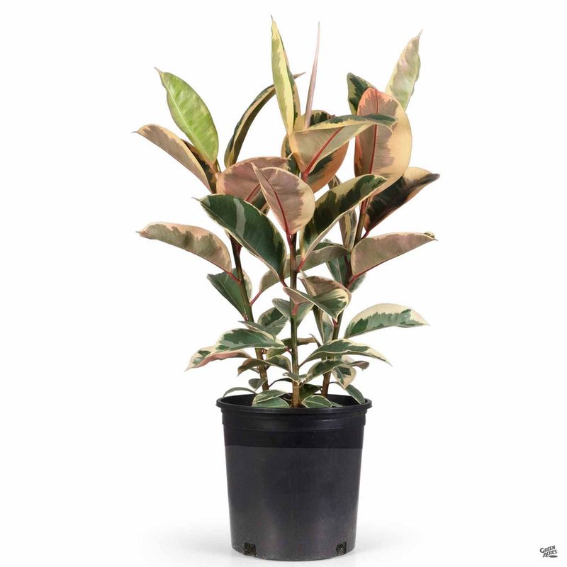 Indoor Plants That Are Common Across Texas Homes - Decor Hint Rubber Plant