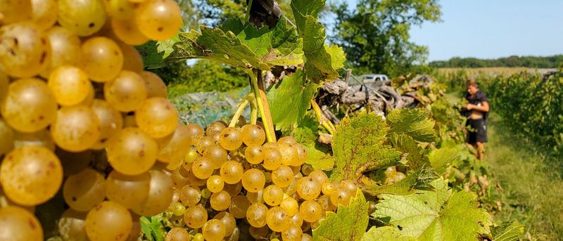 Experience Fall Magic In This Picturesque Illinois River Town - Decor Hint Local Wineries And Breweries