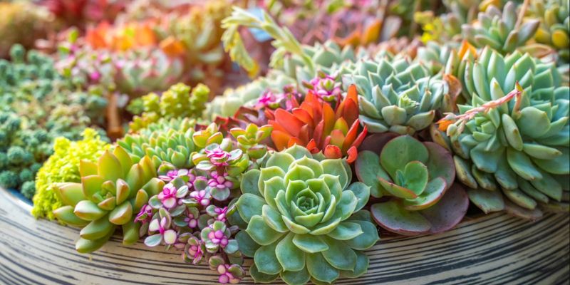 12 Flowers That Thrive In California And Make Your Yard Look Expensive - Decor Hint Succulents with Blooms