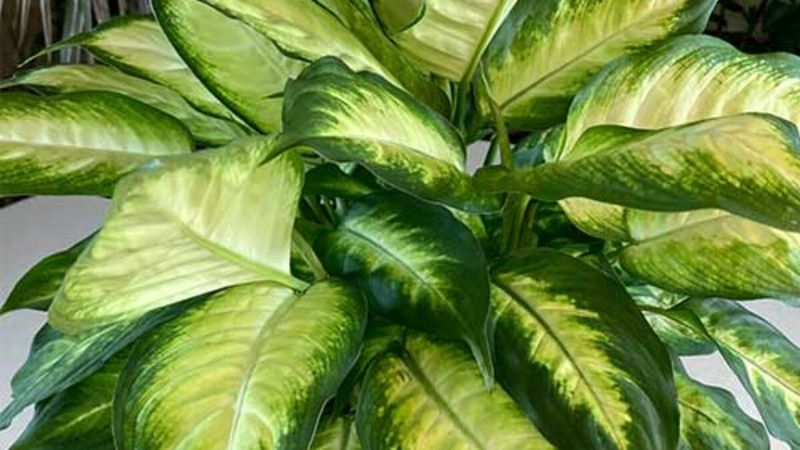 Dumb Cane