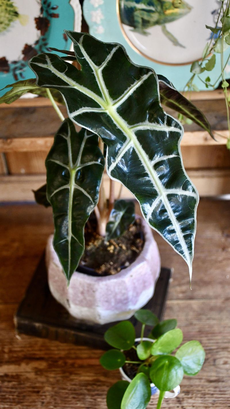 Alocasia