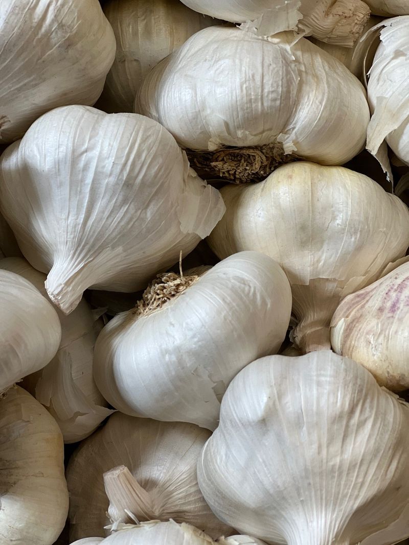 Garlic