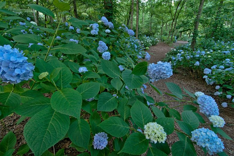 13 Flowers That Bloom Beautifully In Georgia And Instantly Upgrade Your Yard - Decor Hint Hydrangea