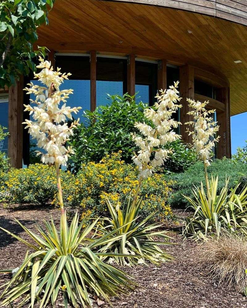 Yucca (Yucca Filamentosa 'Color Guard')