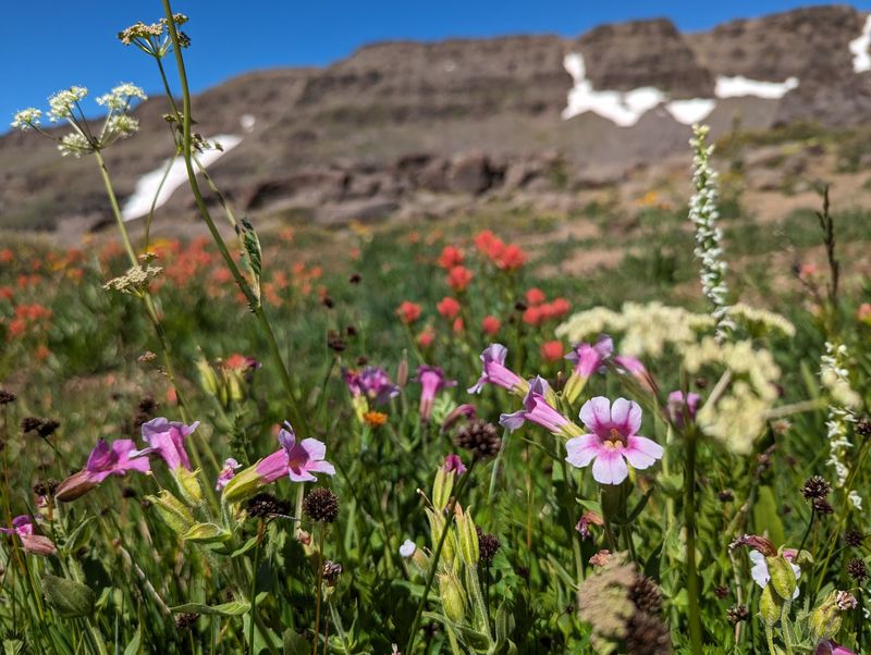 Steens Mountain Wildhorse Lake Trail