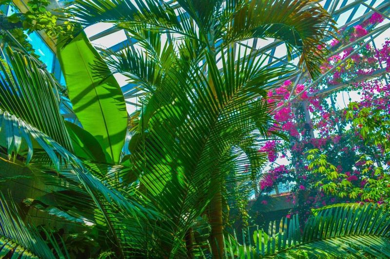 Amarillo Botanical Gardens – Mary E. Bivins Tropical Conservatory