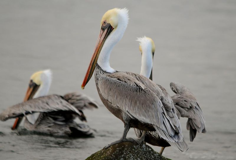 Coastal Beauty Awaits At This Must-Visit Oregon State Park Beach - Decor Hint Bird And Wildlife Watching