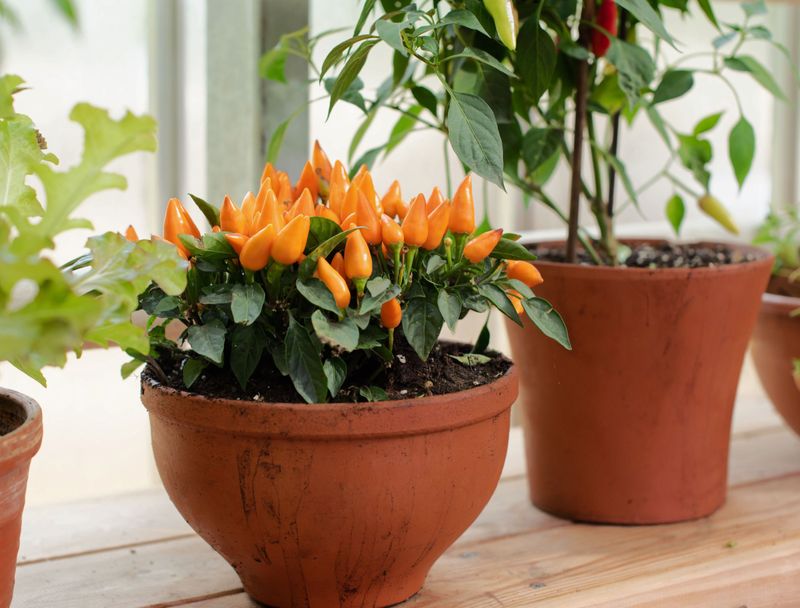 Pepper Plants