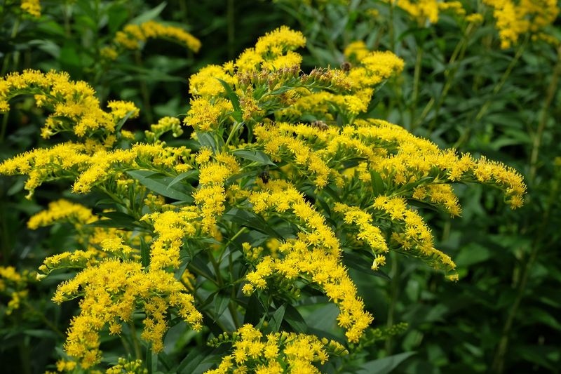 Why You'll Want To Plant Goldenrod In Your Michigan Yard After All - Decor Hint Where And How To Plant It