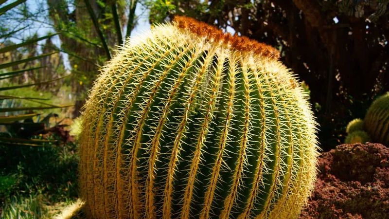 Golden Barrel Cactus