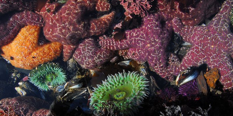Coastal Beauty Awaits At This Must-Visit Oregon State Park Beach - Decor Hint Tide Pools Full Of Marine Life