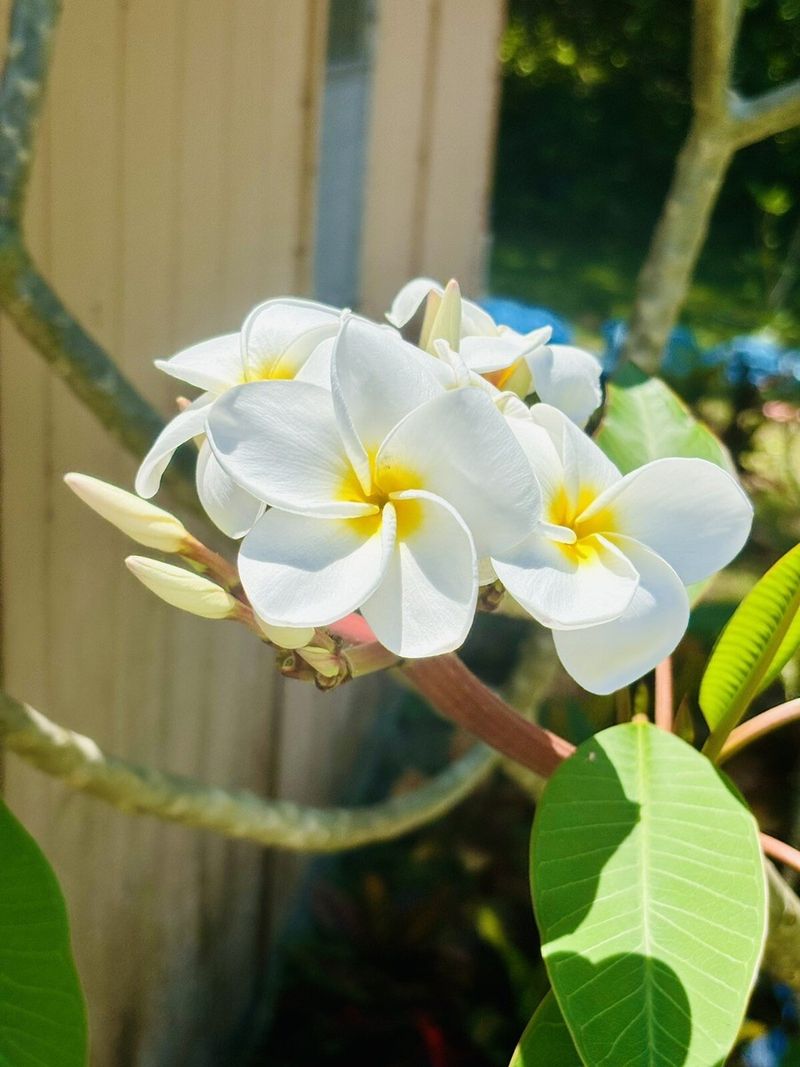 12 Flowers That Thrive In Florida And Make Your Yard Look Expensive - Decor Hint Plumeria (Frangipani)