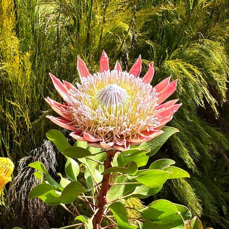12 Flowers That Thrive In California And Make Your Yard Look Expensive - Decor Hint Protea