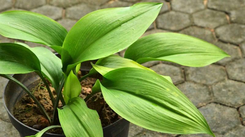 Cast Iron Plant (Aspidistra Elatior)
