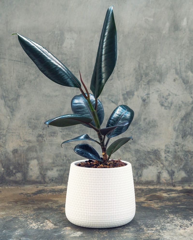 Indoor Plants That Bring California Homes To Life - Decor Hint Rubber Plant