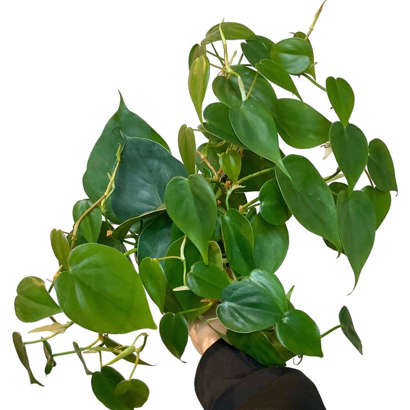Philodendron
