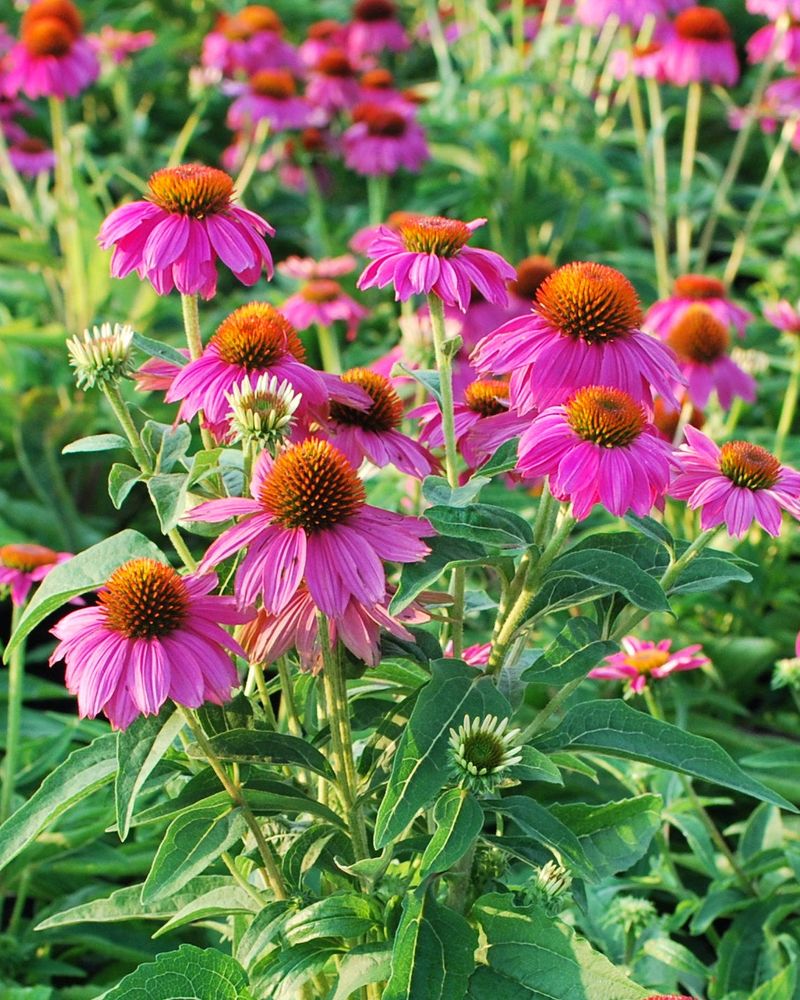 13 Flowers That Bloom Beautifully In Georgia And Instantly Upgrade Your Yard - Decor Hint Coneflower (Echinacea)