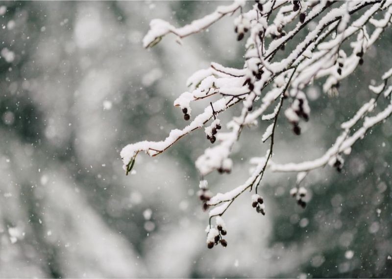 Georgia Spots Where You Might Just See Real Winter Snow - Decor Hint Clayton