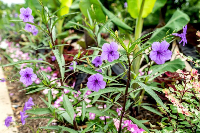 12 Flowers That Thrive In Florida And Make Your Yard Look Expensive - Decor Hint Mexican Petunia (Ruellia)