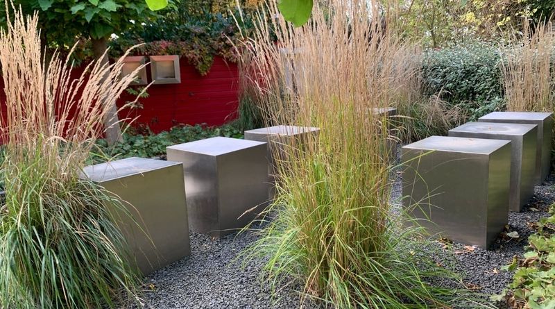 Feather Reed Grass (Calamagrostis x Acutiflora 'Karl Foerster')