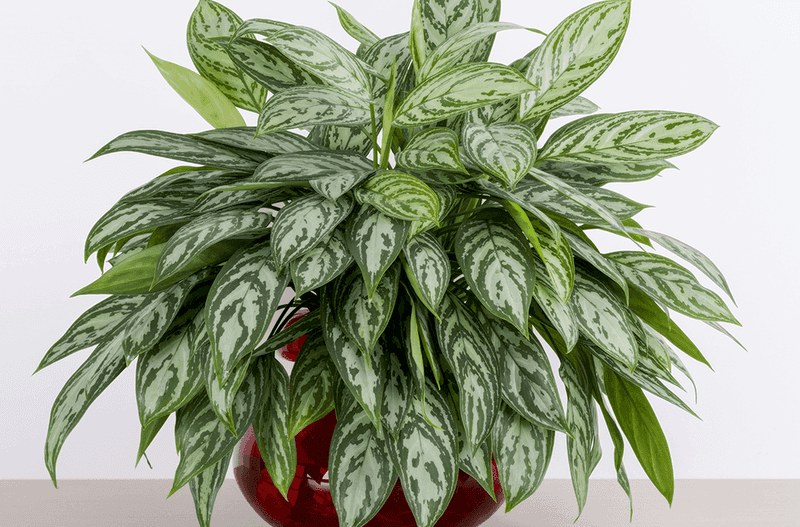 Indoor Plants That Are Common Across Texas Homes - Decor Hint Chinese Evergreen