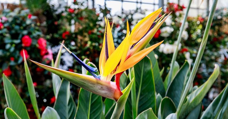 12 Flowers That Thrive In Florida And Make Your Yard Look Expensive - Decor Hint Bird Of Paradise