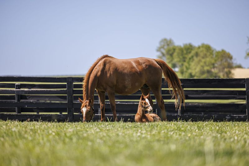 This Quaint Kentucky City Near Lexington Blends Rolling Farmland With Incredible Local Dining - Decor Hint Equine Tourism And Horse Farm Heritage