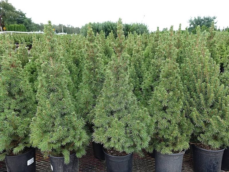 Dwarf Alberta Spruce (Picea Glauca 'Conica')
