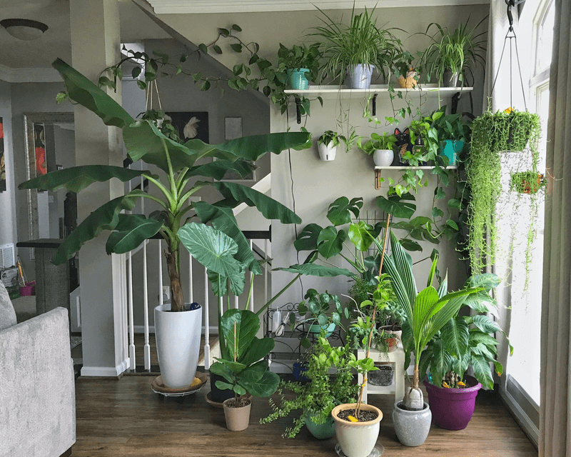 10 Interior Decor Trends In Washington Coming Back Into Style - Decor Hint Indoor Plant Jungles