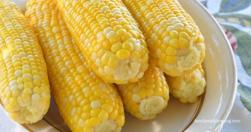 Sweet Corn on the Cob