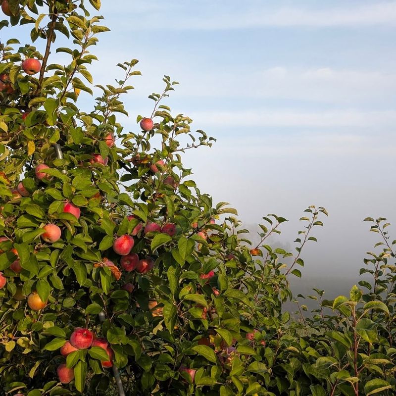 13 New York Grocery Stores Known For Fresh Chestnuts And Harvest Treats - Decor Hint Dressel Farms Ice Cream & Market - New Paltz