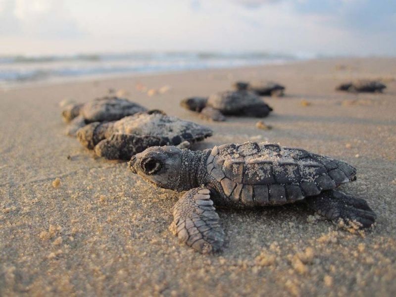 Sea Turtle Nesting Grounds