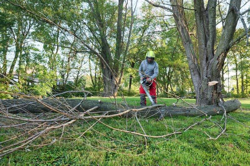 DIY Projects That Are Surprisingly Illegal In Some States, From California To Ohio - Decor Hint Cutting Down Protected Trees